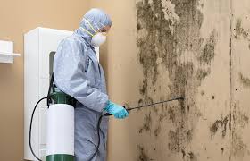 Best Biohazard Mold Removal in USA